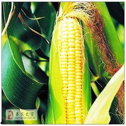 蛋花玉米爆料视频大全,视频大全揭秘幕后真相 第1张 蛋花玉米爆料视频大全,视频大全揭秘幕后真相 第1张